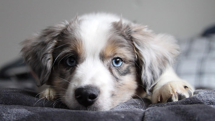 สุนัข, คอลลี่ชายแดน, จมูก, น่ารัก, ตาสีฟ้า, ลูกสุนัข, จมูก, เครา, ขน, วอลล์เปเปอร์ HD
