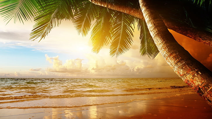 зелена палма, пейзаж, плаж, преекспонирана, тропическа, море, HD тапет