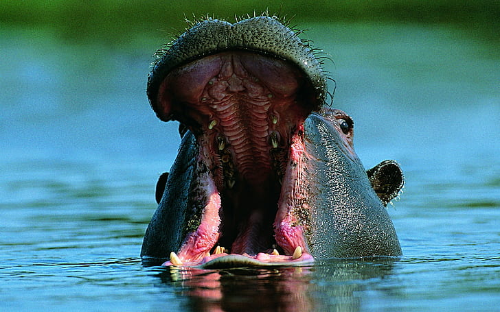 Hippo Hippopotamus HD ، حيوانات ، فرس النهر ، فرس النهر، خلفية HD