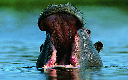 Hippo Hippopotamus HD, animaux, hippopotame, hippopotame, Fond d'écran HD HD wallpaper