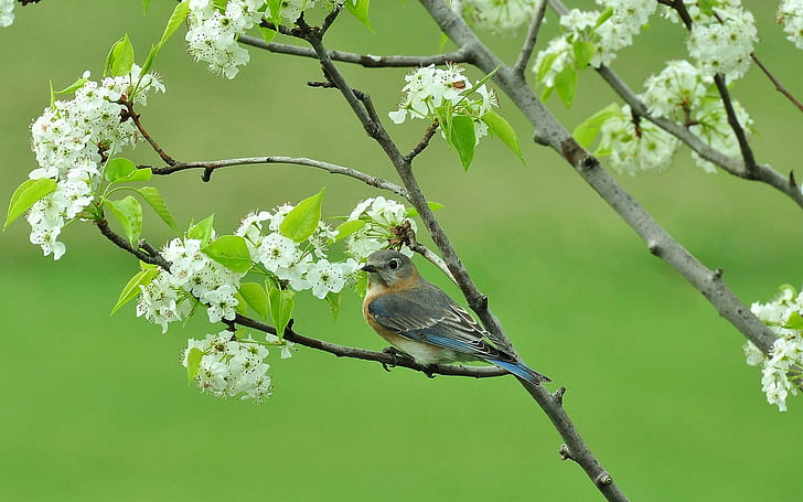 Bird on branche, Bird, tree, blossom, spring, branches, HD wallpaper