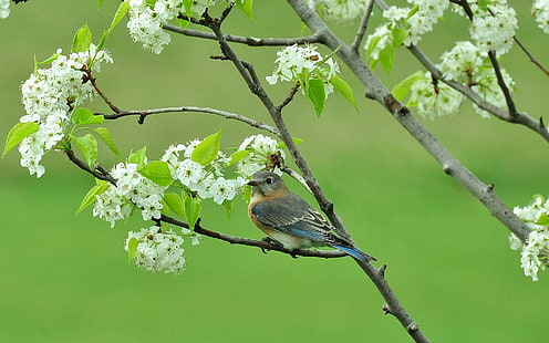 Ptak na gałęzi, ptak, drzewo, kwiat, wiosna, gałęzie, Tapety HD HD wallpaper