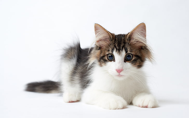 белый, черный и коричневый котенок с короткой шерстью, кот, взгляд, норвежский лесной кот, HD обои