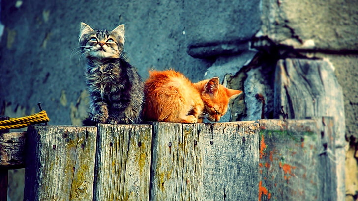 orange und braune Tabbykatzen, Kätzchen, Katze, Holz, Tiere, HD-Hintergrundbild