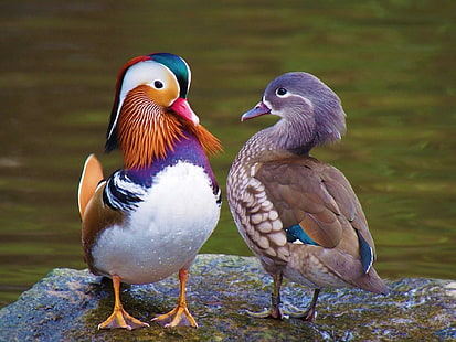Birds, Mandarin Duck, Animal, Bird, Couple, Duck, HD wallpaper HD wallpaper