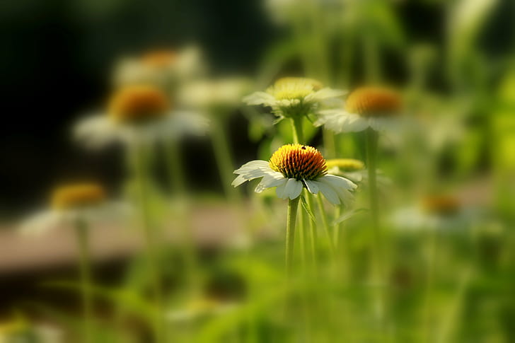 white coneflower in selective focus photography, Fading, beauty, white, coneflower, selective focus, photography, SoftFocus, nature, summer, flower, meadow, plant, daisy, outdoors, field, grass, green Color, close-up, HD wallpaper