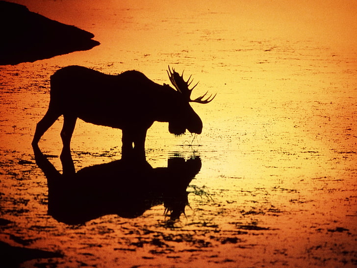 animaux, orignal, silhouettes, coucher de soleil, Wyoming, Fond d'écran HD