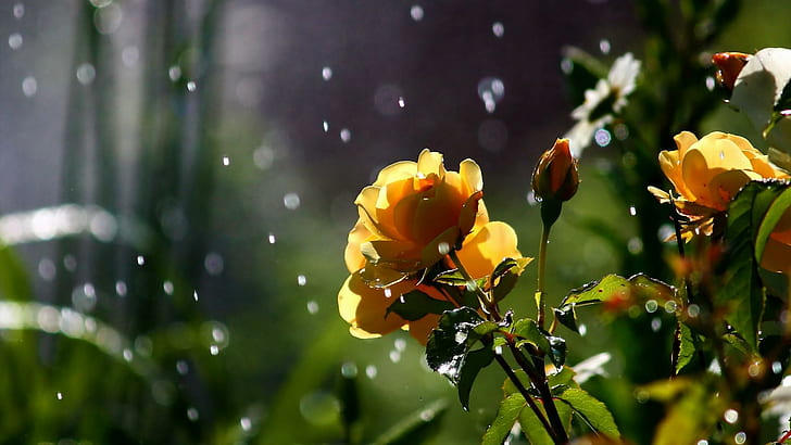Природа Цветы Лепестки Растения Сад Капли дождя Sparkle Weather Storm Бесплатные картинки, капли, цветы, сад, изображения, природа, лепестки, растения, дождь, блеск, шторм, погода, HD обои