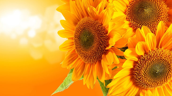 sunflower, flower, yellow, plant, petal, summer, sun, blossom, flora, bloom, agriculture, garden, bright, floral, seed, leaf, petals, botany, spring, vibrant, field, pollen, sunny, color, colorful, close, orange, flowers, closeup, rural, sky, sunflowers, growth, season, natural, seeds, head, sunlight, stem, organic, HD wallpaper