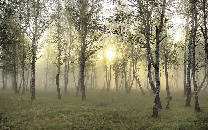 Ormanda Misty Morning, ağaçlar, sis, ormanlar, gündoğumu, sabah, doğa ve manzara, HD masaüstü duvar kağıdı