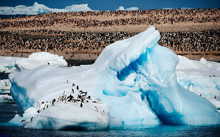 JenFu Cheng, Arctique, pingouins, animaux, 500px, nature, mer, iceberg, Fond d'écran HD