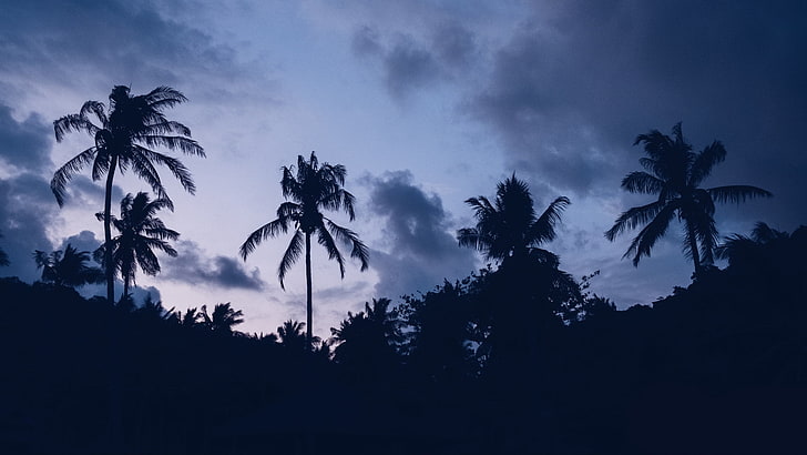 weiße und schwarze Blumenmalerei, Palmen, Bäume, Wolken, Blau, Natur, HD-Hintergrundbild