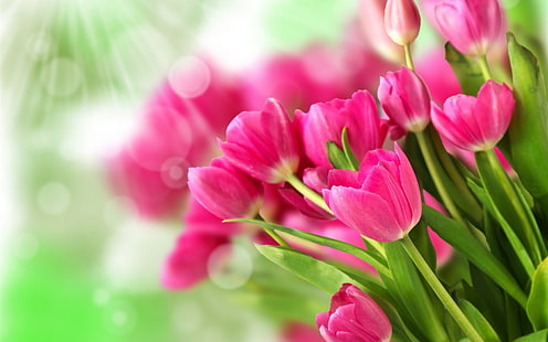 꽃다발 핑크 꽃, 튤립, 햇빛, 핑크 튤립, 꽃다발, 핑크, 꽃, 튤립, 햇빛, HD 배경 화면 HD wallpaper