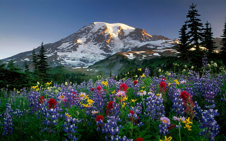 Пейзажи Горы Цветы Ренье Ультра 3840 × 2400 Hd Обои 93701, HD обои