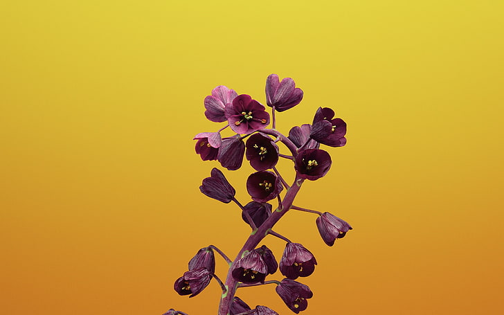 Fritillaria-Apple iOS 11 iPhone 8 iPhone X HD Wall.., HD wallpaper