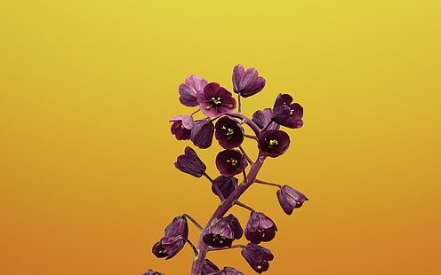Fritillaria-Apple iOS 11 iPhone 8 iPhone X HDウォール..、 HDデスクトップの壁紙 HD wallpaper