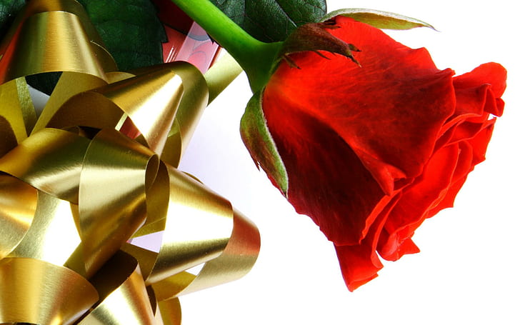Beautiful Red Love Rose, червена роза, любов, красива, роза, HD тапет