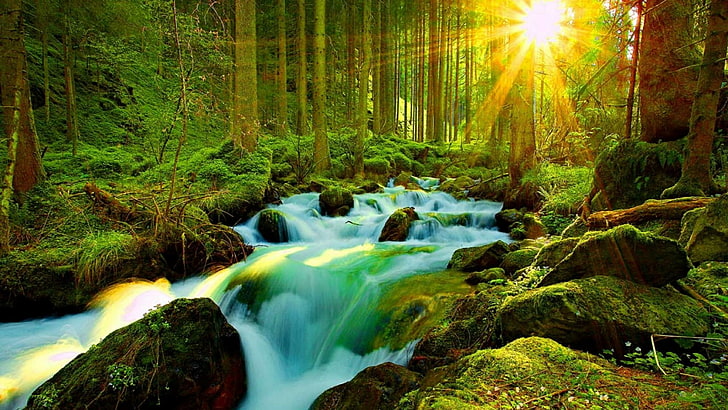 sunshine, sunbeam, stream, watercourse, waterfall, wilderness, forest, creek, HD wallpaper