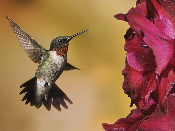 birds hummingbirds Animals Birds HD Art , BIRDS, hummingbirds, HD wallpaper