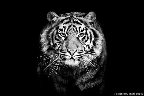 Foto en escala de grises de tigre, tigre, depredador, blanco y negro, fondo negro, primer plano, Fondo de pantalla HD HD wallpaper