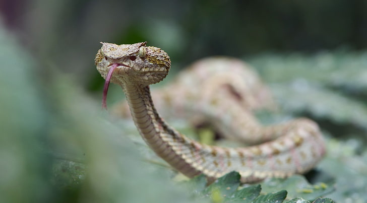 ular abu-abu, ular berbisa, lidah, binatang, ular, reptil, Wallpaper HD
