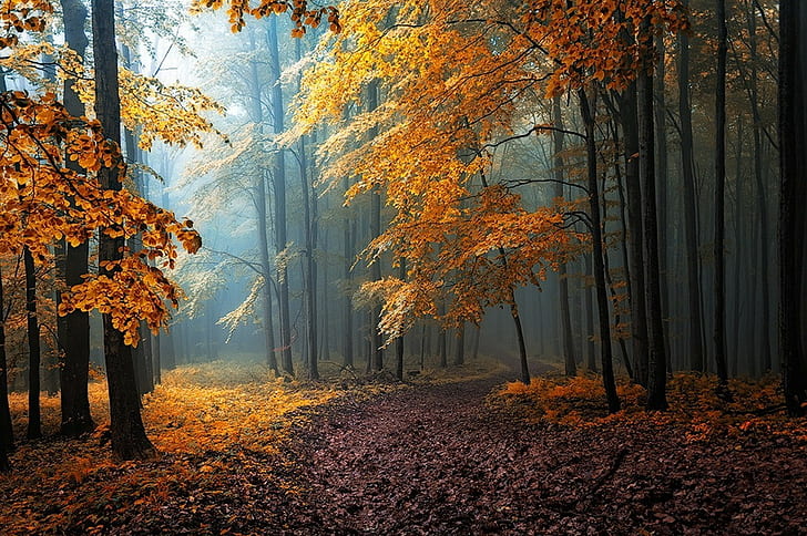 Herbst Nebel Blatter Waldweg Baume Pfad Sonnenlicht Sonnenstrahlen Natur Gelb Orange Blau Landschaft Feldweg Bildschirmhintergrund Wallpaperbetter