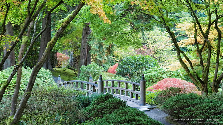 ムーンブリッジ、ポートランド日本庭園、オレゴン、花/庭、 HDデスクトップの壁紙