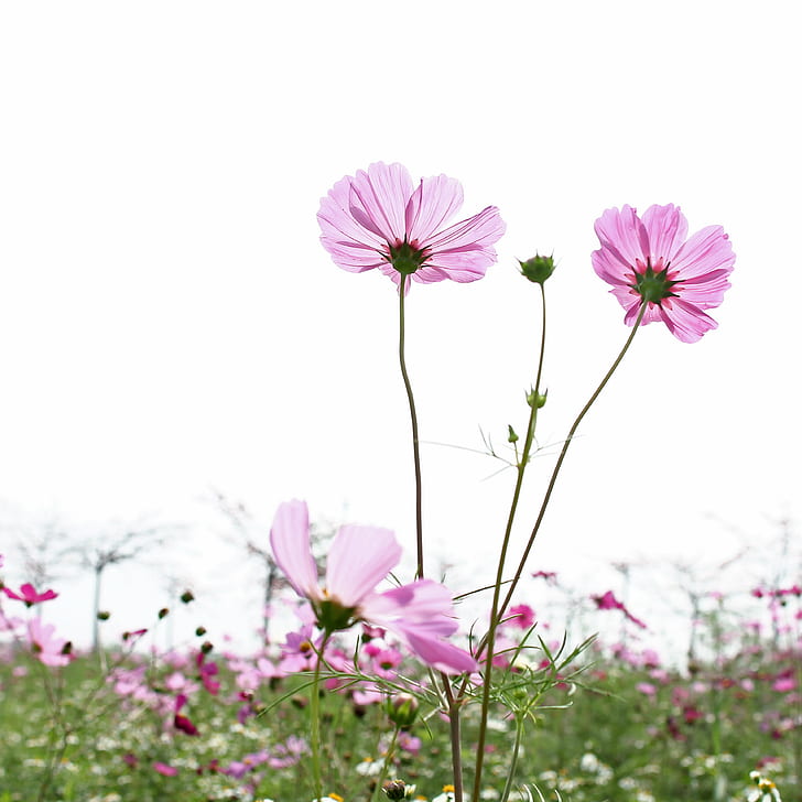 ピンクの花びらの花畑、ピンク、カップル、花、フィールド、コスモス、ハルシャギク、緑、屋外、自然、自然、野生、ピンク色、植物、夏、コスモスの花、春、草原、 HDデスクトップの壁紙