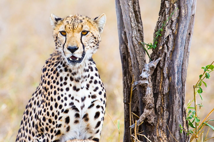 Cats, Cheetah, Big Cat, Wildlife, predator (Animal), HD wallpaper