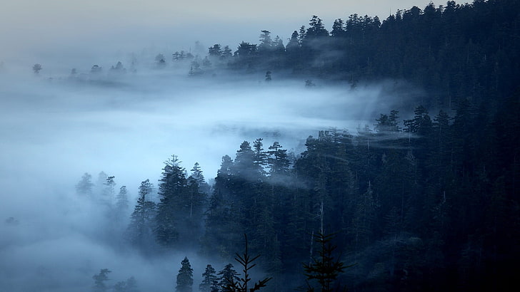 Foto von Wäldern, Natur, Landschaft, Bäume, Wald, Kiefern, Morgen, Nebel, HD-Hintergrundbild
