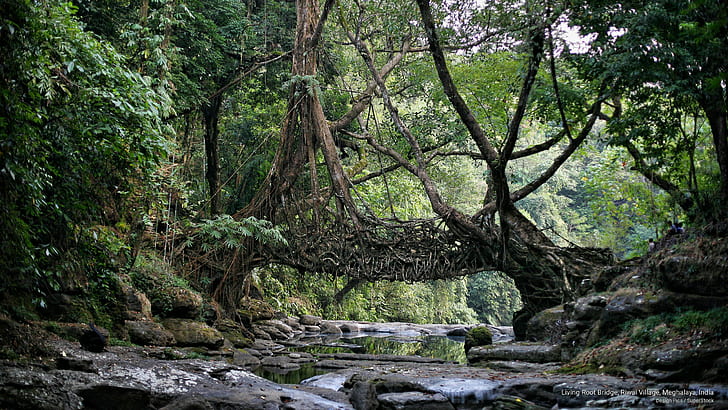 Lebende Wurzelbrücke, Riwai-Dorf, Meghalaya, Indien, Asien, HD-Hintergrundbild