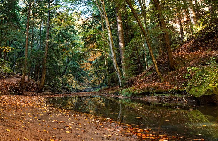 autumn, forest, trees, stream, Ohio, Hocking Hills State Park, HD wallpaper