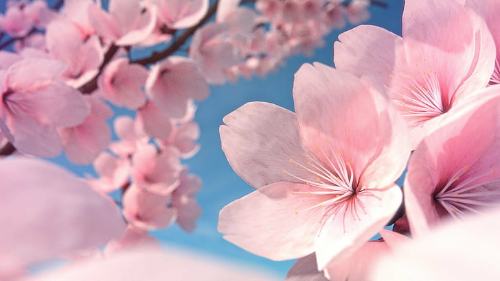 kwiat wiśni, wiśnia Yoshino, kwiaty różowe, niebieskie, różowe, rośliny, Tapety HD