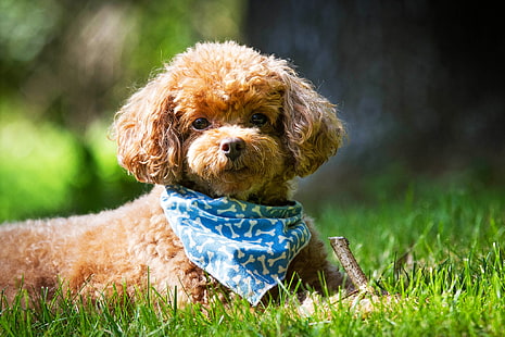 filhote de cachorro poodle toy marrom, verão, grama, olhar, cão, focinho, xale, poodle, HD papel de parede HD wallpaper
