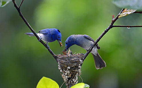 Blue feathers birds, father and mother feeding little birds, Blue, Feathers, Birds, Father, Mother, Feeding, Little, HD wallpaper HD wallpaper