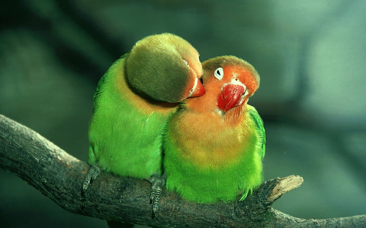 두 개의 녹색-오렌지 앵무새, 앵무새, 커플, 관리, 부드러움, HD 배경 화면