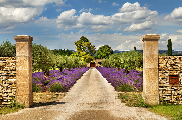 lavender field, road, the sky, clouds, trees, the fence, France, gate, garden, lavender, Provence, HD wallpaper