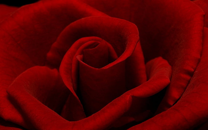 red rose illustration, rose, petals, dark, shadow, HD wallpaper