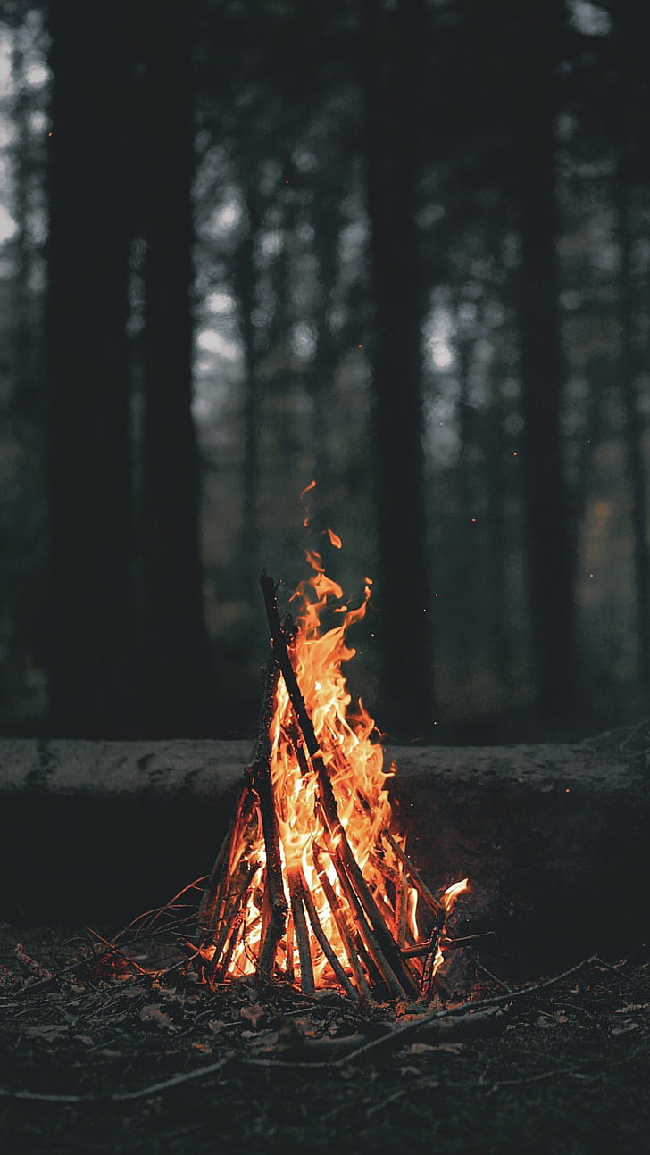 gałąź, palenie, ognisko, ciemność, głębia ostrości, ogień, las, krajobraz, liście, natura, portret, drzewa, drewno, Tapety HD, tapety na telefon