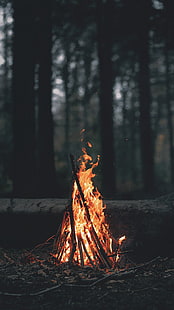 wood bonfire, bun fire at the forest, nature, landscape, portrait display, wood, fire, branch, trees, forest, burning, campfire, leaves, dark, depth of field, HD wallpaper HD wallpaper