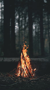 tampilan potret, gelap, alam, kayu, pembakaran, pohon, lanskap, daun, api, hutan, api unggun, kedalaman bidang, cabang, Wallpaper HD HD wallpaper