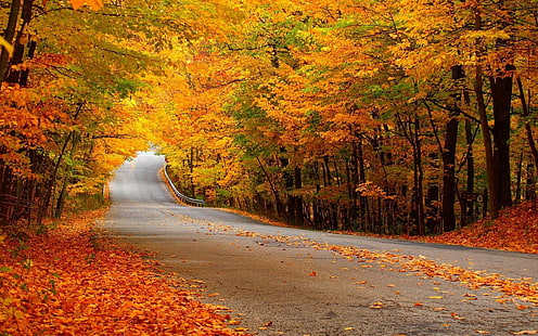 Autumn Forest Street, ฤดูใบไม้ร่วง, ธรรมชาติ, ป่า, ถนน, วอลล์เปเปอร์ HD HD wallpaper