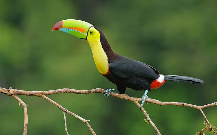 Toucan couleurs de bec, toucan noir et jaune, toucan, bec, oeil, branche, couleurs, Fond d'écran HD