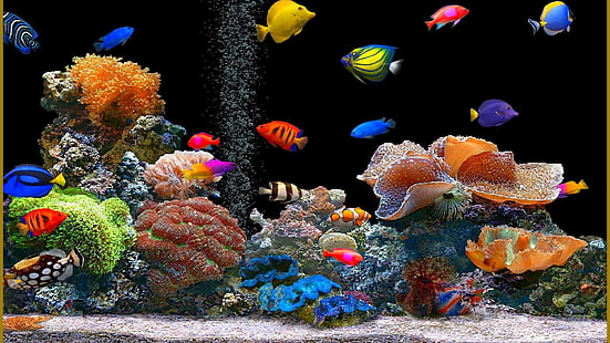 fisk, 1920x1080, akvarium, Djur, färgglada tropiska fiskar, färgglada akvariefiskar, HD tapet HD wallpaper