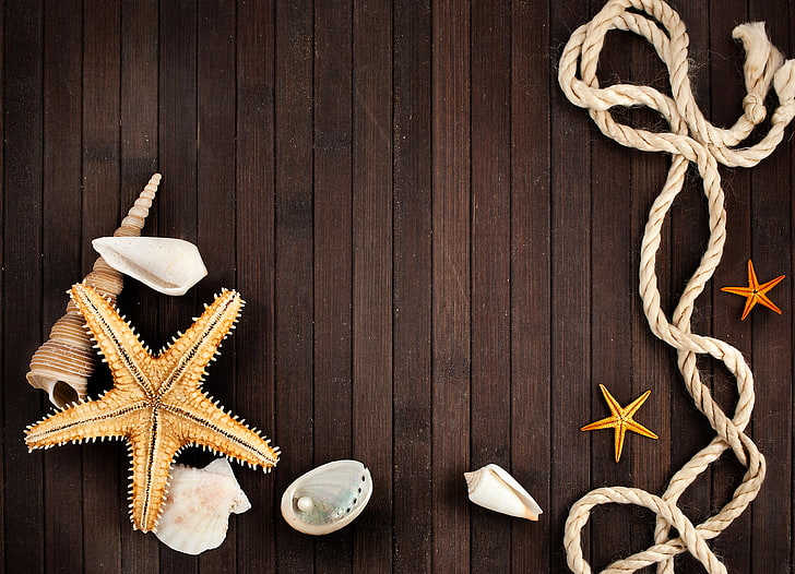 bintang laut coklat, tali, cangkang, mutiara, bintang laut, Wallpaper HD