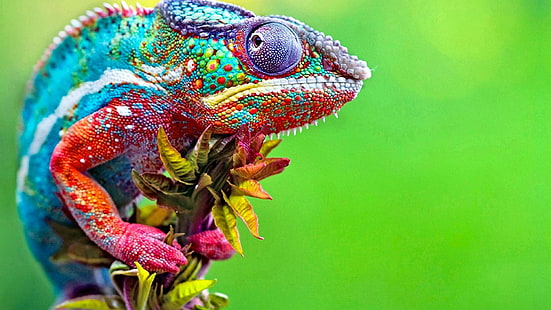 colorful, chameleon, wildlife, wild animal, change, skin, HD wallpaper HD wallpaper