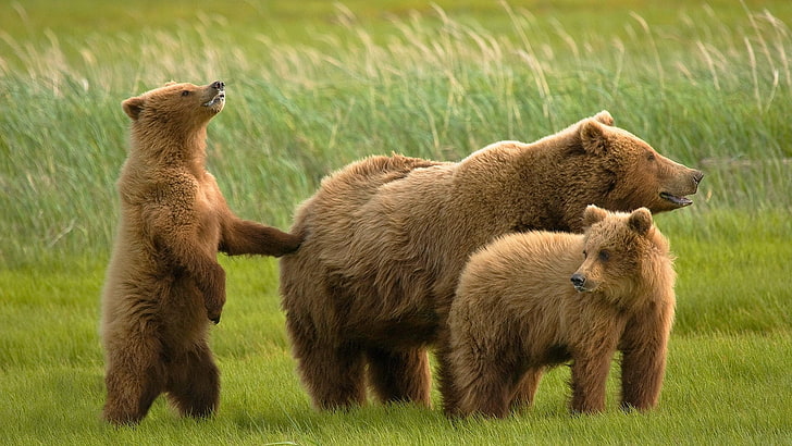 brown bear with two bear cubs, bears, grass, family, HD wallpaper