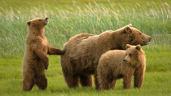 brown bear with two bear cubs, bears, grass, family, HD wallpaper HD wallpaper
