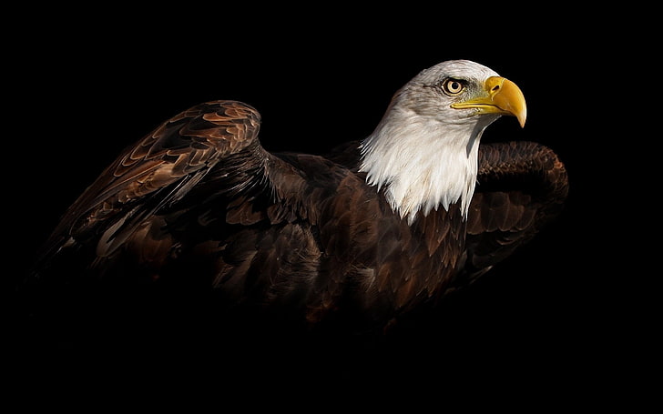 American Eagle, águila, Fondo de pantalla HD