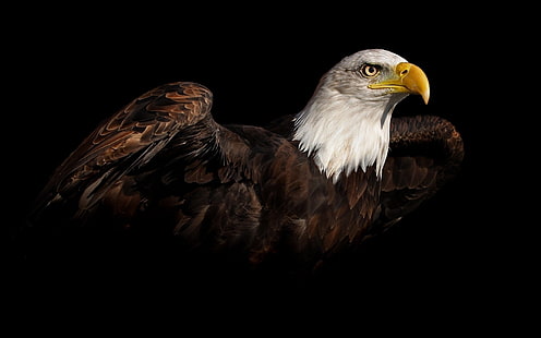 Águia americana, águia, HD papel de parede HD wallpaper